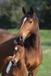les chevaux